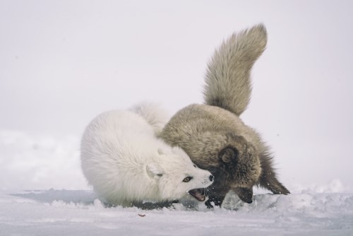 arctic fox fighting