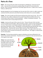 Information About Trees