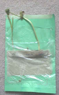 How Do Seeds Grow?