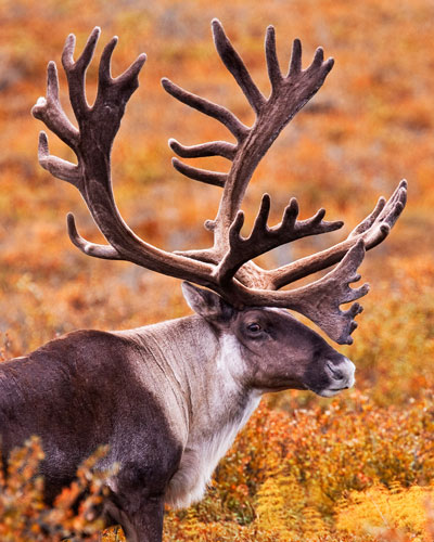 caribou appearance